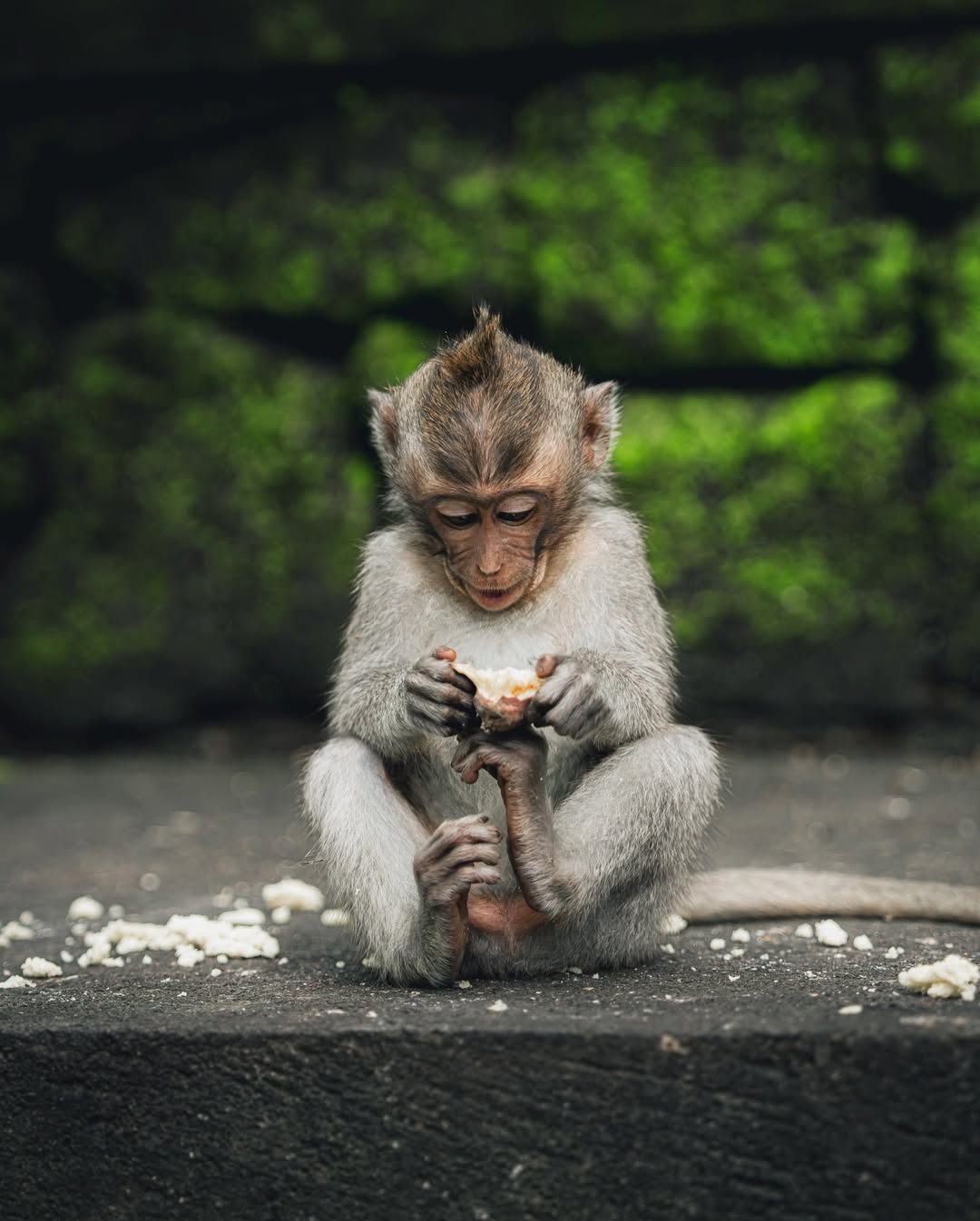 Ubud Monkey Forest
